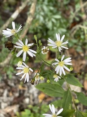 Symphyotrichum drummondii