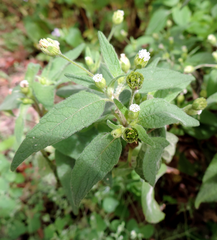 Blainvillea gayana
