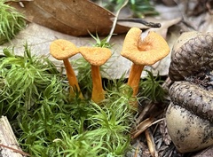 Craterellus tubaeformis