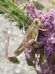 Melanoplus packardii