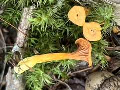 Craterellus tubaeformis