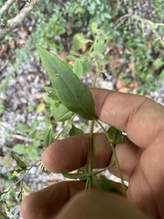 Symphyotrichum drummondii