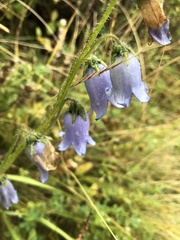 Campanula barbata