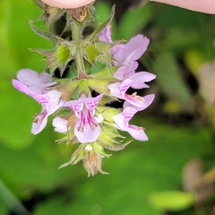 Stachys palustris