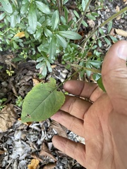 Symphyotrichum drummondii