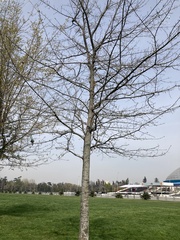 Prunus serrulata