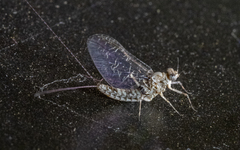 Callibaetis pictus