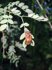 Palpada vinetorum