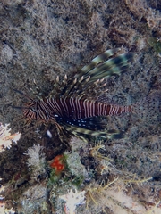 Pterois miles