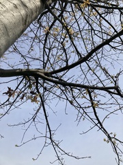 Prunus serrulata