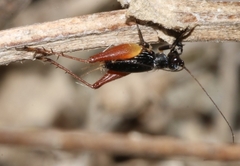 Trigonidium cicindeloides