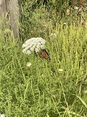 Danaus plexippus