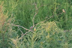 Melanerpes uropygialis