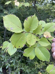 Ulmus