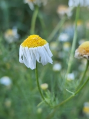 Matricaria chamomilla