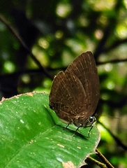 Arhopala major