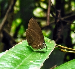 Arhopala major