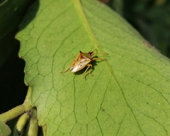 Tylospilus chilensis