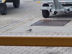 Motacilla alba yarrellii