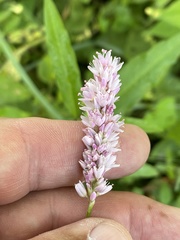 Persicaria bicornis