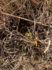 Brachystelma pygmaeum
