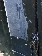 Testudinalia testudinalis