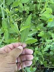 Persicaria bicornis