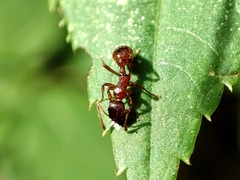 Myrmica rubra