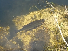 Micropterus floridanus