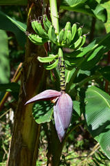 Musa × paradisiaca