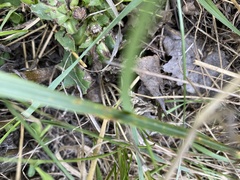 Oryzopsis asperifolia