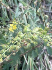 Agrimonia eupatoria