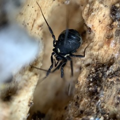 Nemastoma bimaculatum