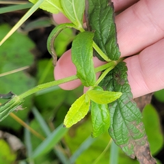 Stachys palustris
