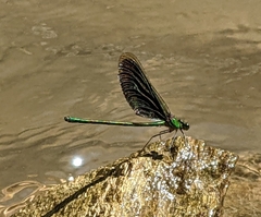 Neurobasis chinensis