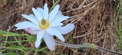 Knowltonia tenuifolia