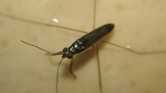 Limnogonus