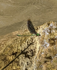 Neurobasis chinensis