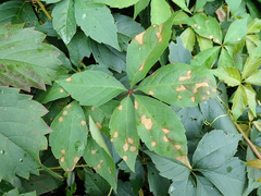 Phyllosticta ampelicida