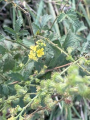 Agrimonia eupatoria