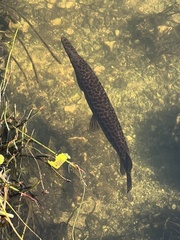Lepisosteus platyrhincus