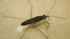 Limnogonus