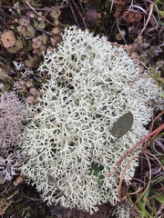 Cladonia stellaris