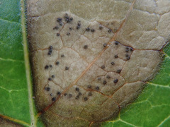 Phyllosticta ampelicida