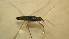 Limnogonus