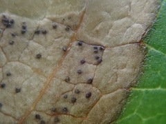 Phyllosticta ampelicida