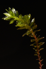 Oligotrichum