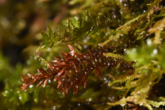 Oligotrichum