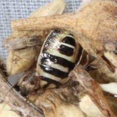 Sciocoris macrocephalus