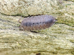Porcellio